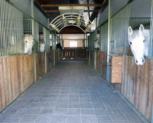 Im März 2009 zogen wir mit unseren PRE-Pferden aus der Normandie nach Bayern. 